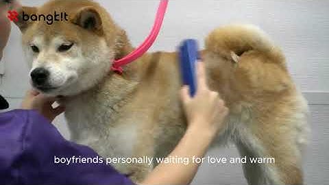 PetMe - Bangkit Academy 2023 Capstone Project