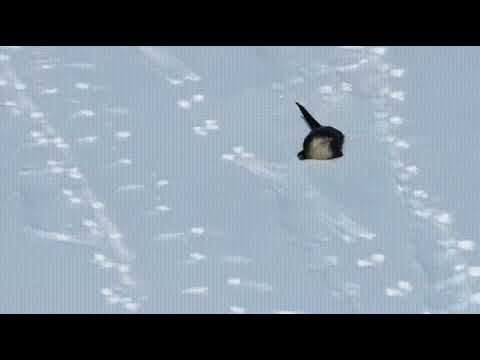 уже бегу картинки