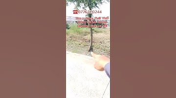 full thổ cư 5m x 30m đường 9m xe tải cách ql50 chỉ 100m|bds cần giuộc long an #Shorts