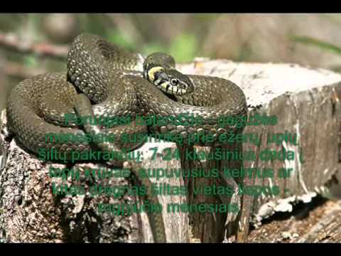 Video: Sarmatijos gyvatė arba Pallas gyvatė: klasė, buveinė, išnykimo priežastys, gyvenimo ciklas ir biologijos ypatybės