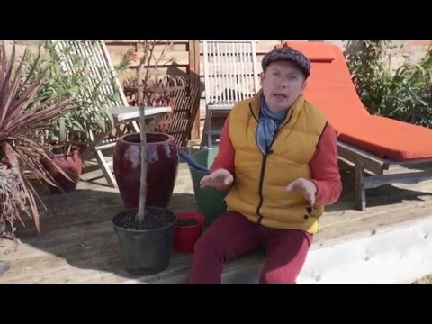 Vidéo: Élaguer les arbres fruitiers en pots : quand tailler les arbres fruitiers en pots ?