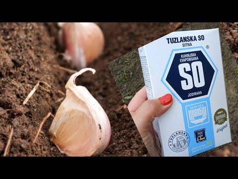 Video: Što je Chesnok crveni češnjak: uzgoj lukovica Chesnok crvenog češnjaka