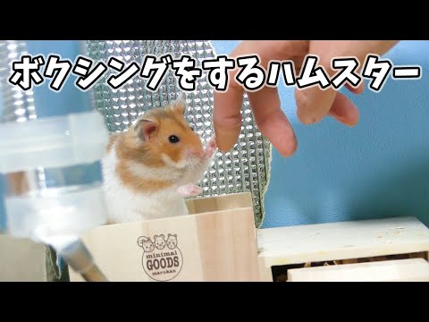 動画ページ ハムスター動画まとめ