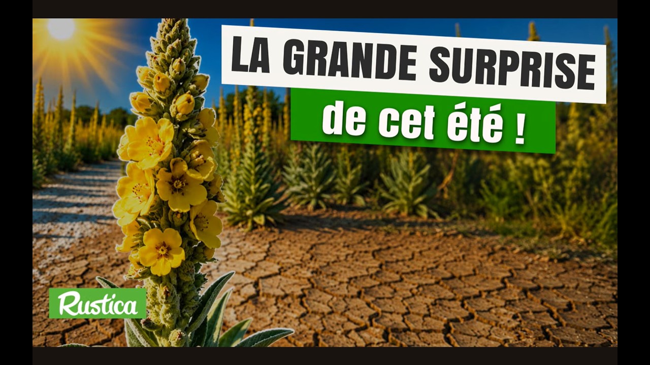 La molène, la grande surprise de cet été caniculaire !