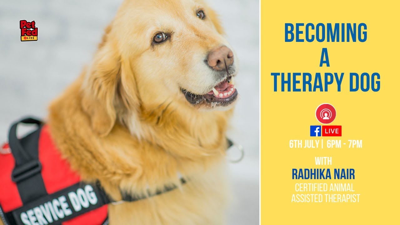 becoming a therapy dog