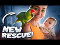 Rescuing STEVIE the Amazon Parrot!