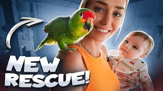 Rescuing STEVIE the Amazon Parrot!