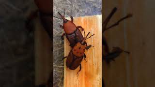palm weevil adults mating