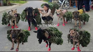 Download Lagu Vietnamese girl with dog and goat into the forest to pick vegetables to sell at the market MP3 Download Lagu Vietnamese girl with dog and goat into the forest to pick vegetables to sell at the market MP3