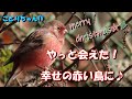 とうとう幸せの赤い鳥に会えました&hearts;今年最後の探鳥の旅でサンタさんからのプレゼント?ベニマシコ図鑑解説付き【ことりちゃんTV☆野鳥たちの物語】