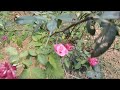 From my garden👈👈 video/ റോസാ പൂക്കൾ/ornamental plants/rose flowers/rose plants