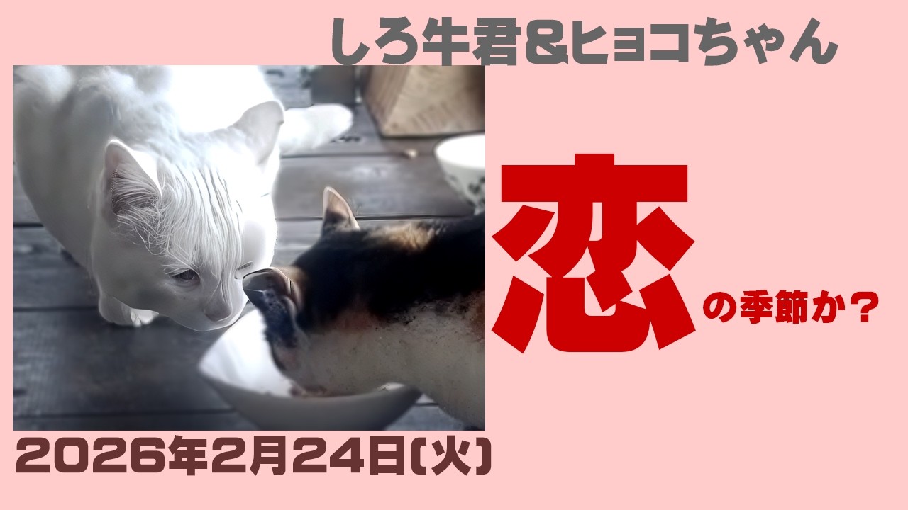 【外猫白ウシ君とヒョコちゃん】恋の季節か？白ウシ君、「なちゃけない」けどかわいい。