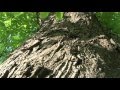 Szrotówek kasztanowcowiaczek zwalczanie - www.tedan.pl