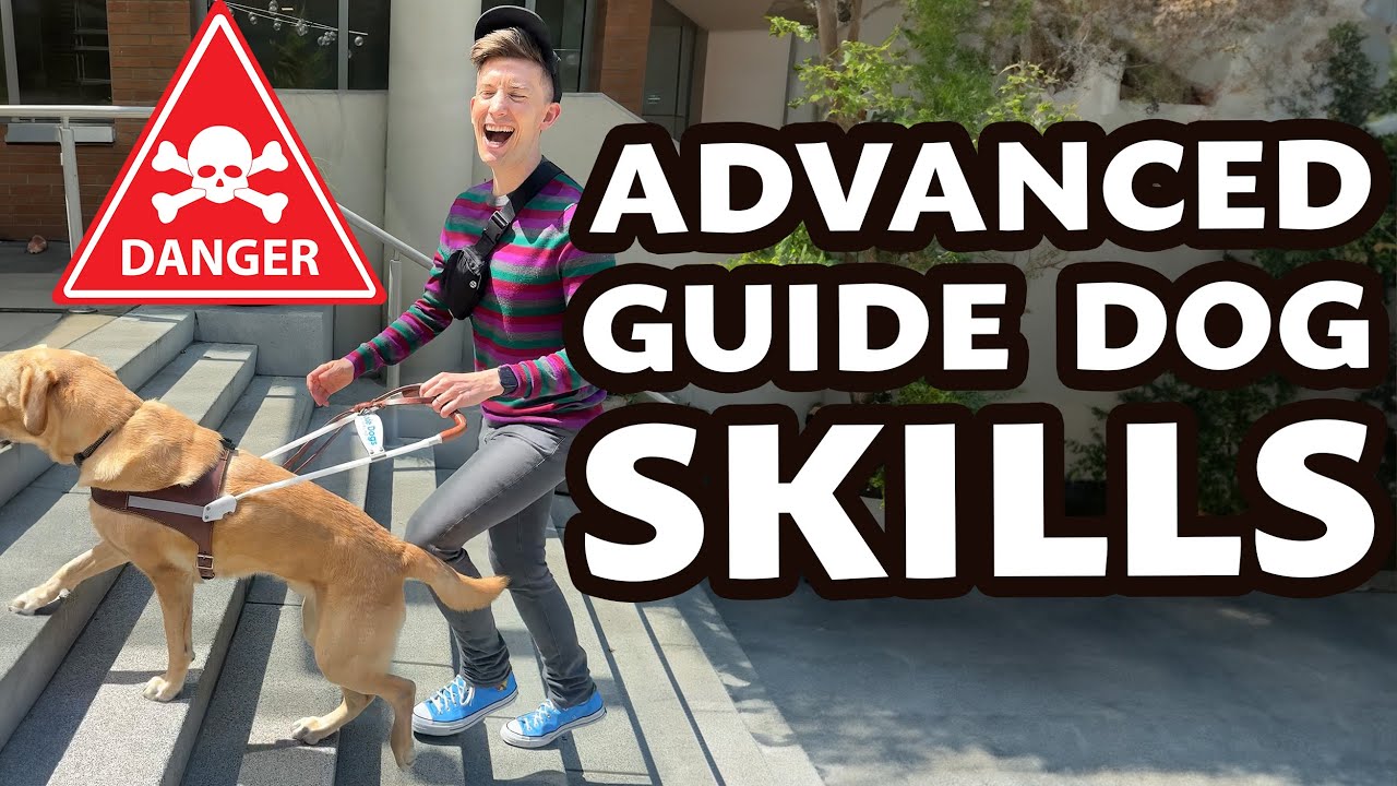 My guide dog can do these 5 amazing things (but can you??) - YouTube