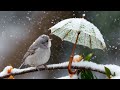 Light Music for Stress Relief | Calm Your Mind with Peaceful Sounds & Gentle Bird Songs