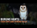 Burung Hantu: Kisah Sunyi Sang Pemburu Malam