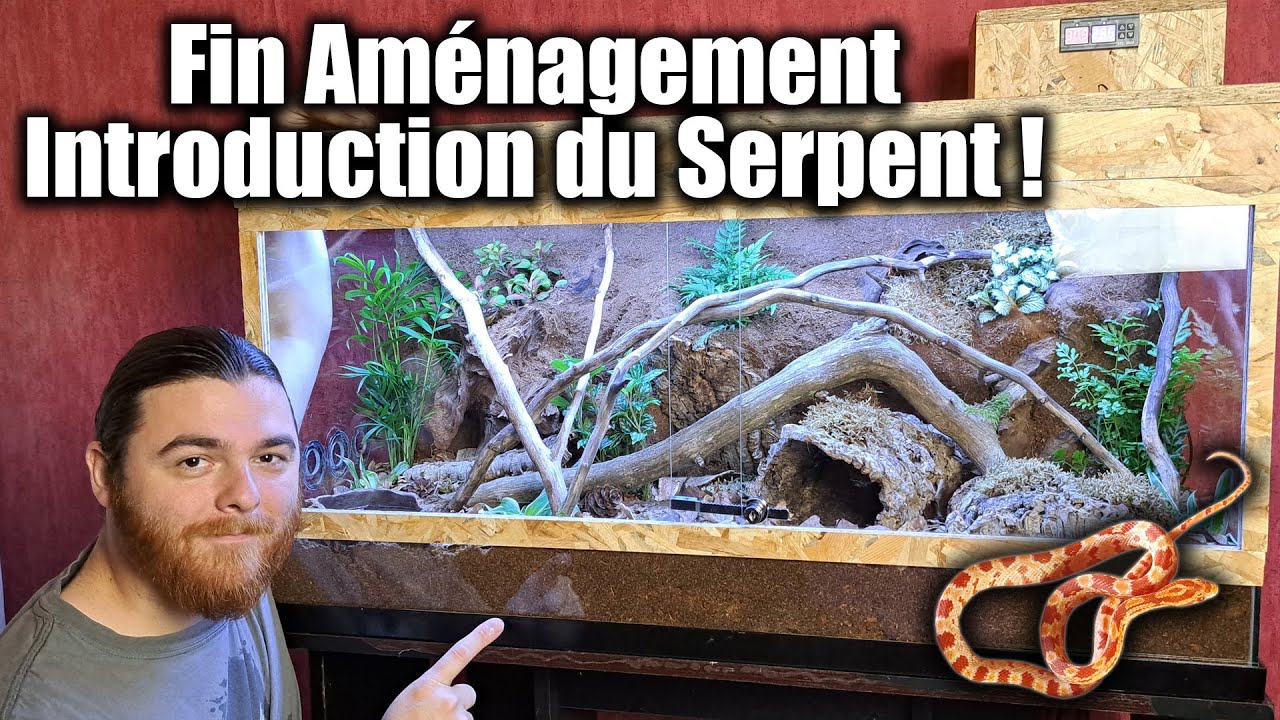 Aménagement Terrarium BioActif et Introduction du Serpent !