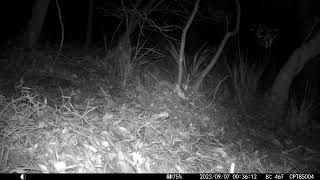 2023-09-07 00:36:02/Pseudocheirus peregrinus/Common ringtail possum