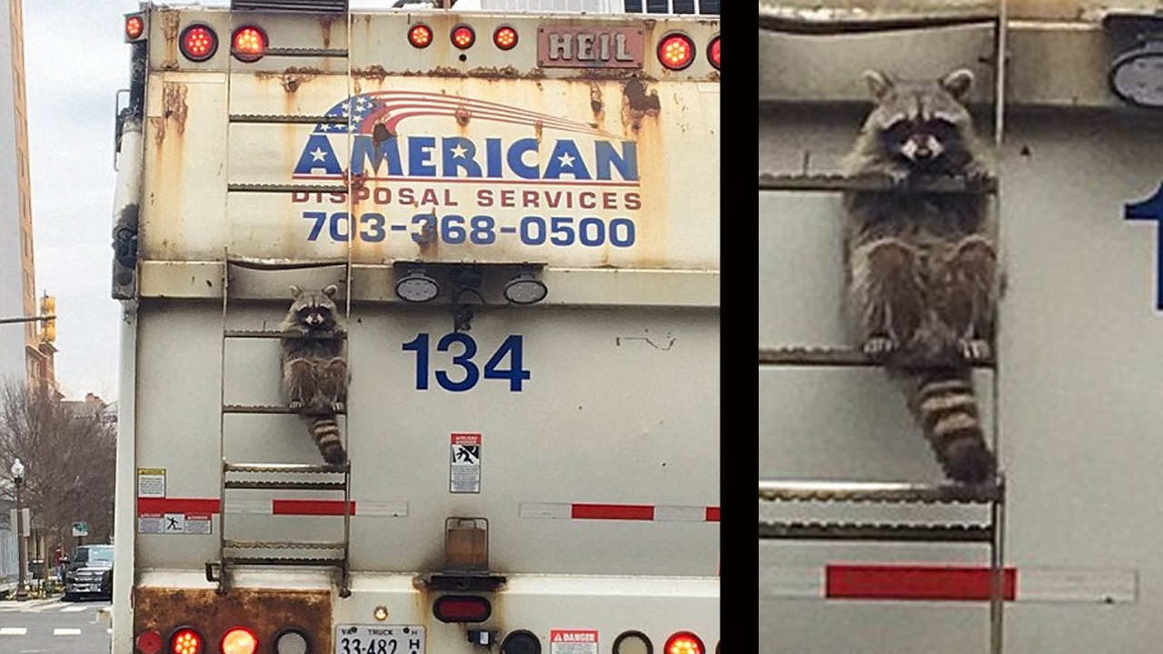 what-a-wild-ride-daring-raccoon-hitches-a-lift-on-garbage-truck