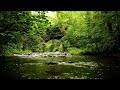 Relaxing river sounds with nightingale birdsong nature sounds