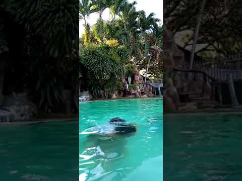 5-second Boomerang Dip in the Pool | Merits Resort 🏊 | Nicholas & James D