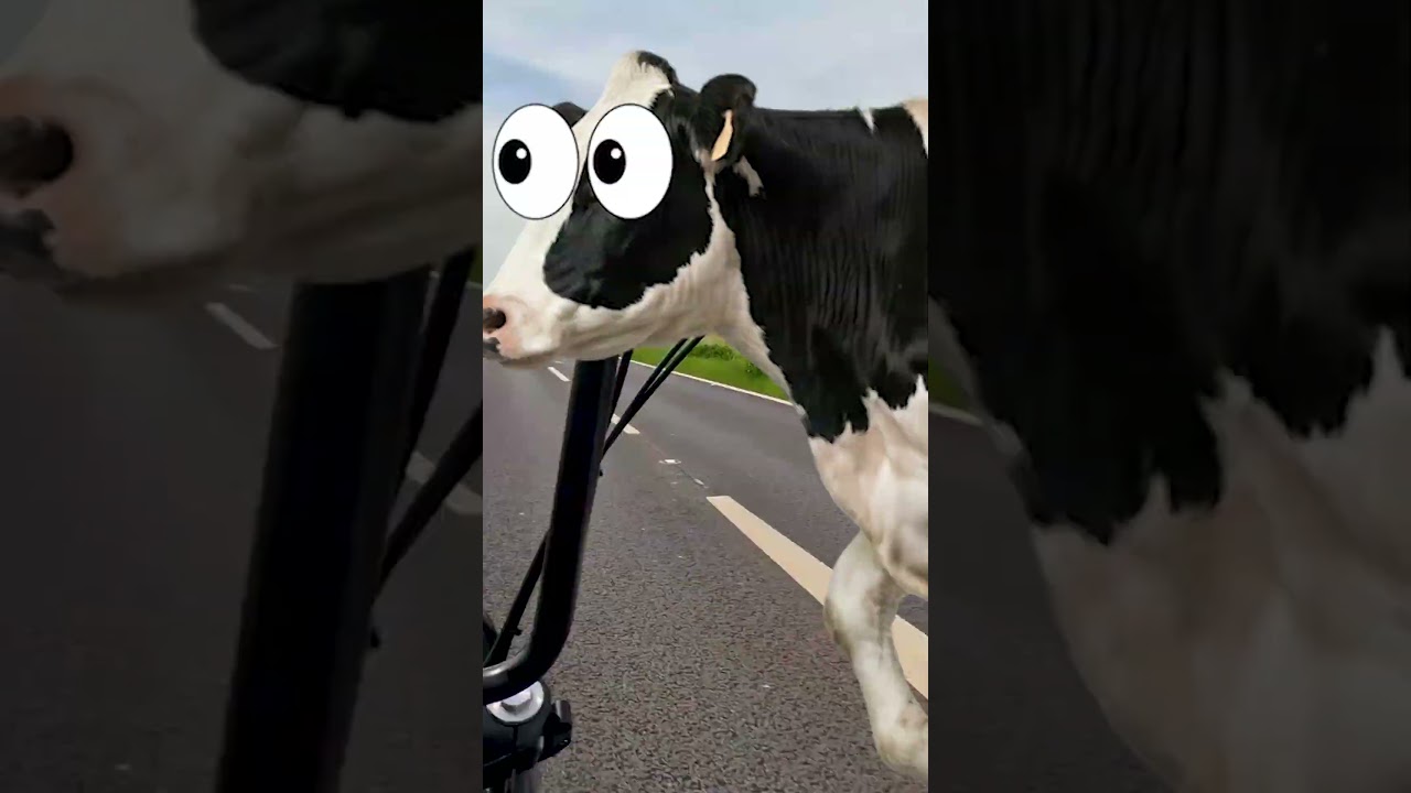 Moooooo!