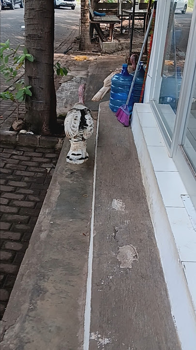TURKEY CHICKEN : FOLLOW ME.. #farming #unggas #poultry #turkey#kalkun
