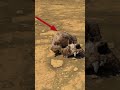 Mars New perseverance Rover footage NASA space video