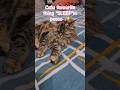 Catu favourite thing sleep 😴 in peace😻🐾#ytshorts #shortsfeed /shorts#petlover
