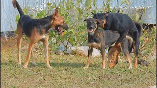 Street Dog Asia Breeding - Pets Play With Friend - Street Dog Asia