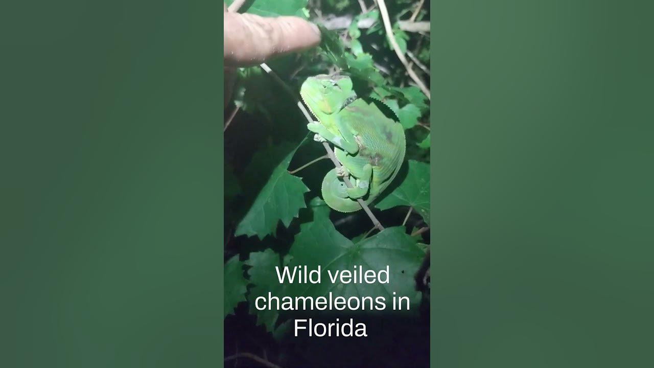 Catching wild veiled chameleons in Florida - YouTube