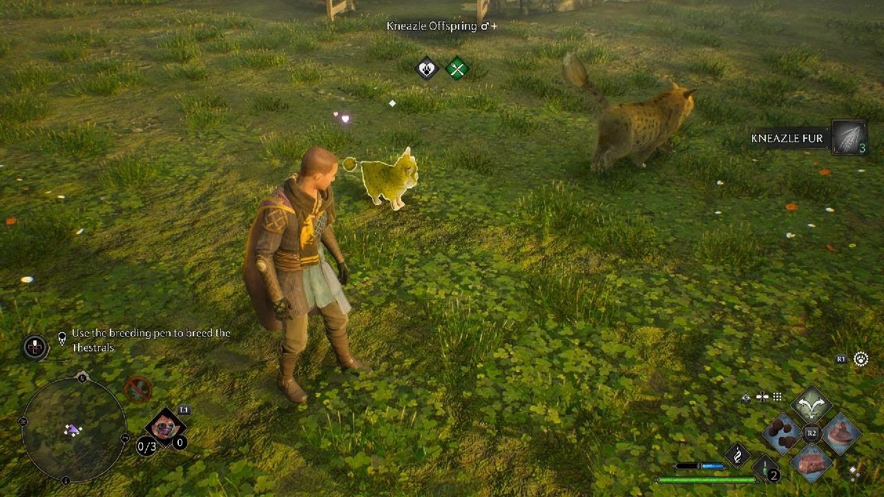 Hogwarts Legacy Shiny Kneazle Offspring