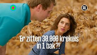 Tienduizenden Krioelende Beesten Op Een Krekelboerderij Restaurant Van De Toekomst S1 Kro-Ncrv