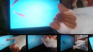 Juegos para gatos en pantalla peces  ♥♥♥♥ #juguete #gatos screenshot 4