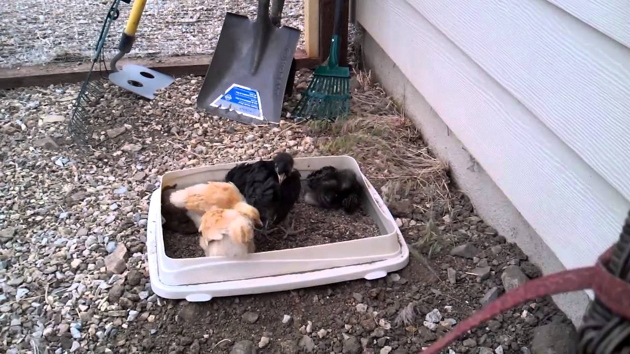Baby Chickens first Dust Bath YouTube