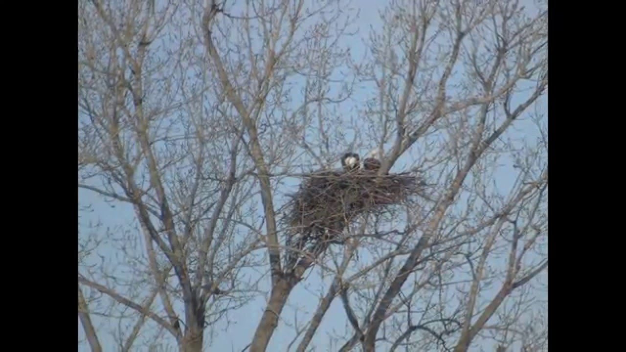 county group American Bald Eagles