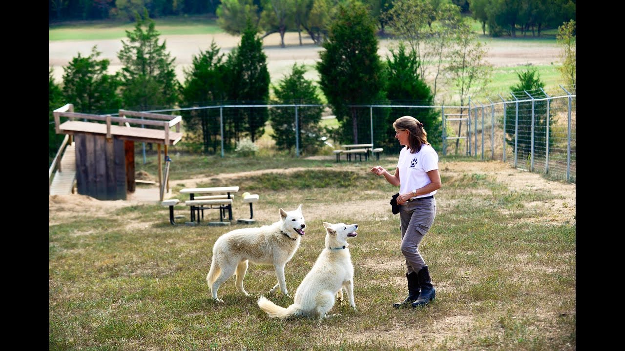Wolf-dog sanctuary in Dandridge, Tenn.
