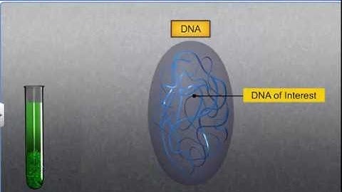 CBSE Class 12 Biology || Process of Recombinant DNA Technol - I