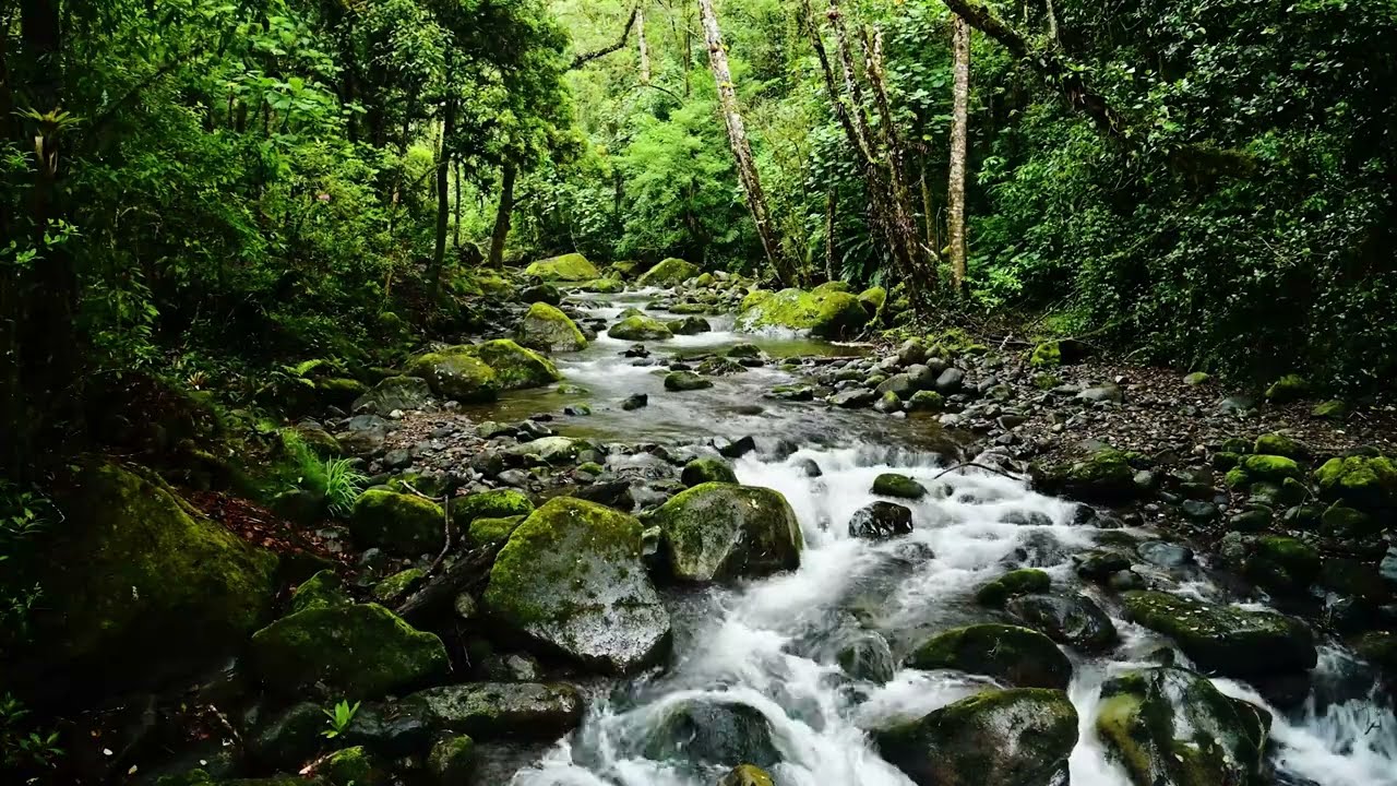 Forest River Sounds for Focus (3 Hours) | Deep Work Nature Ambience