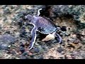 Baby turtles hatching video. This is the race for their life to the sea!!