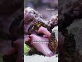 Meet the penis-fencing flatworm