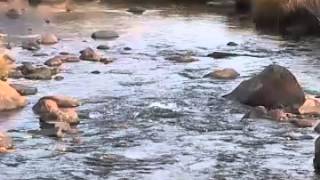 Interactions Of Living Things