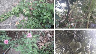 Our Home Garden Tour in Tamil/வீட்டுத்தோட்டம் /Garden Vlog in tamil/Good Companion