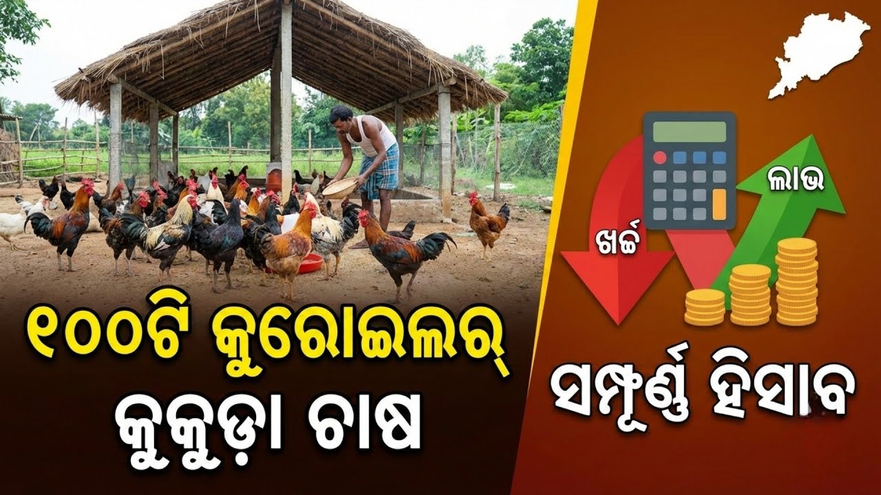 କୁରୋଇଲର୍ କୁକୁଡ଼ା ପାଳନ କରି ମାସକୁ କମାନ୍ତୁ ହଜାର ହଜାର ଟଙ୍କା | Kuroiler Chicken Farming in Odisha