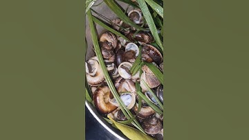 Ốc núi Tây Ninh hấp sả lá chanh #đặcsảntâyninh #octayninh #shorts