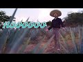 Te Parto El Alma- Luis Alfonso Partida "El Yaki" (Versión Mariachi) Video Lyric