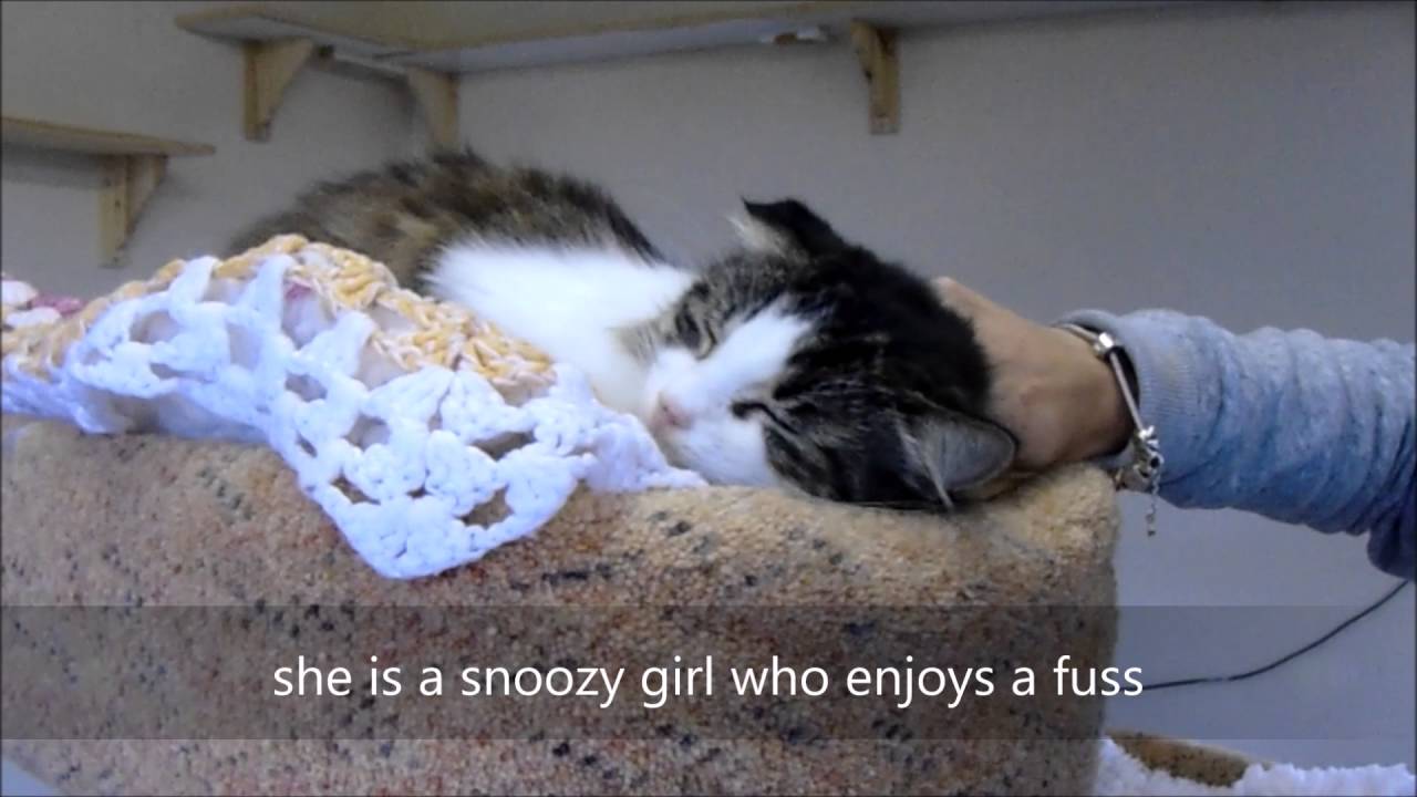 Cats Protection Derby AC Fluffy YouTube