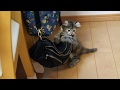 Playing kittens
