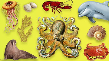 SEA ANIMALS for everyone IN ENGLISH