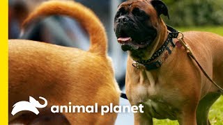 Uncover the science behind a dog's tail wag, and find out exactly w...